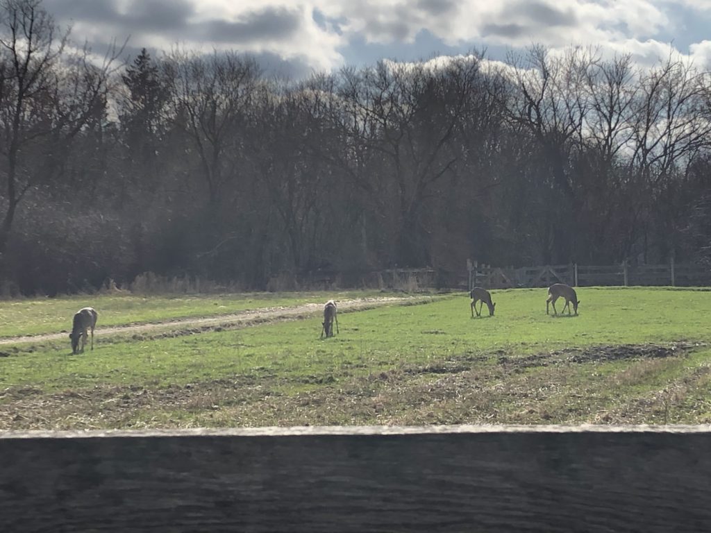 Four deer grazing in a field.