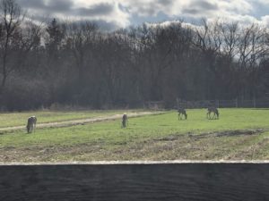 Four deer grazing in a field.