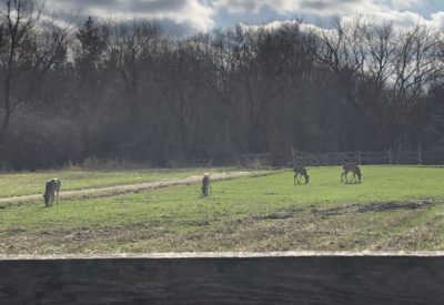 Four deer grazing in a field.