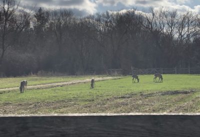 Four deer grazing in a field.