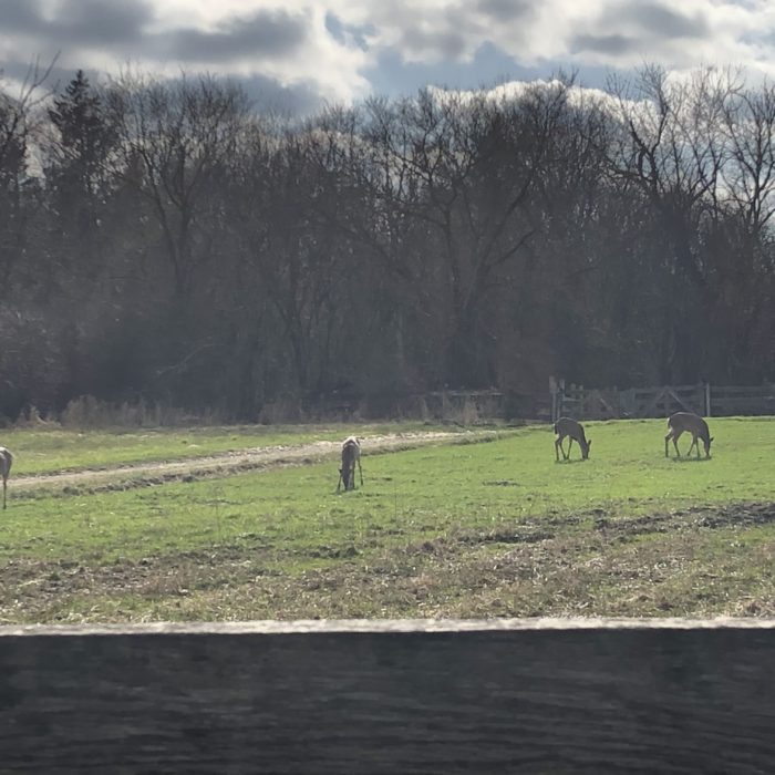 Four deer grazing in a field.